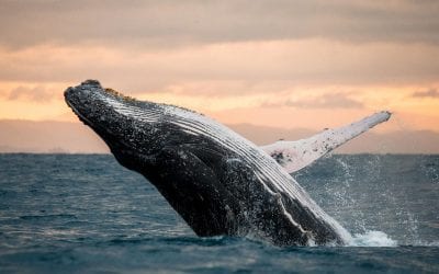 Whale, Iceberg & Bird Watching